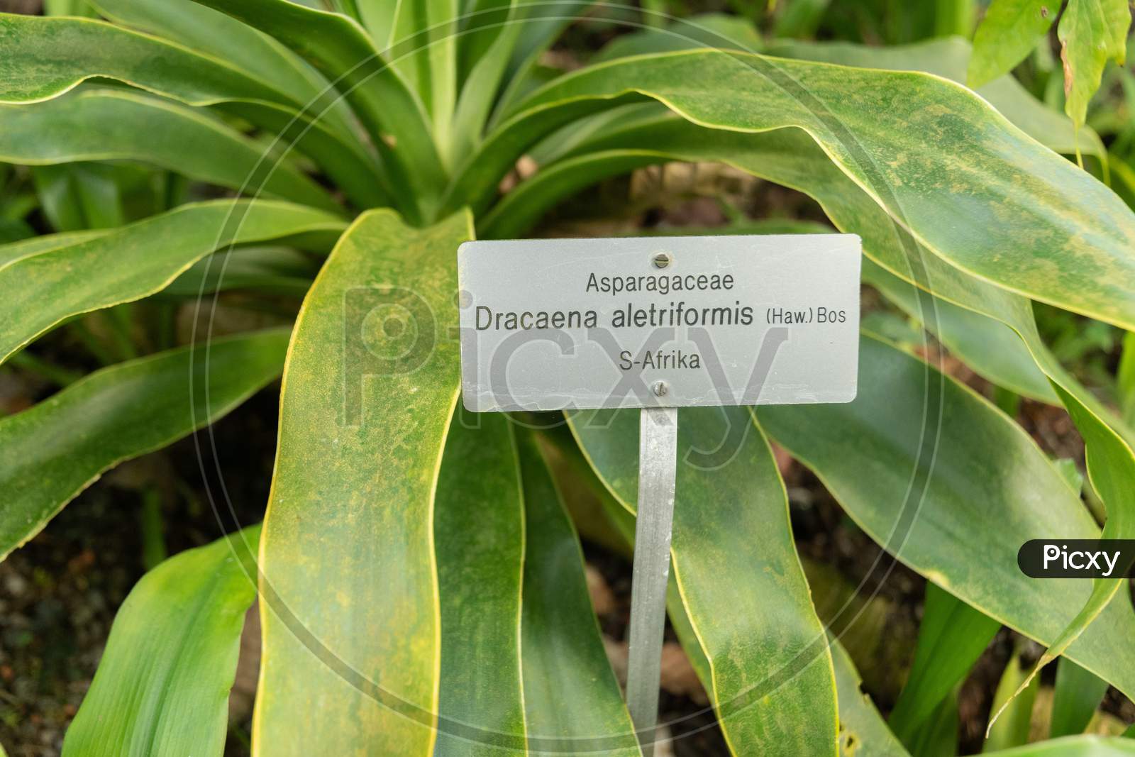 Image of Dracaena Aletriformis Or Large Leaved Dragon Tree In Zurich In  Switzerland-CG883638-Picxy