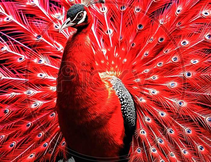 ★QUMAPON ROUGE+QUMAPON PEACOCK b1ee89582429173839c6107a026431