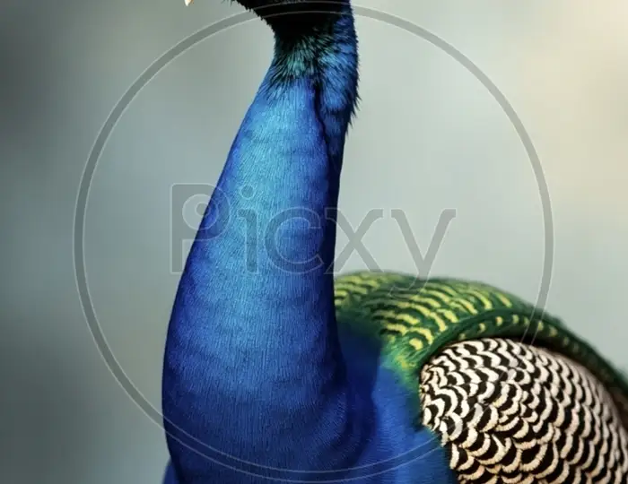 Image of Vibrant Red Peacock Displaying its Feathers