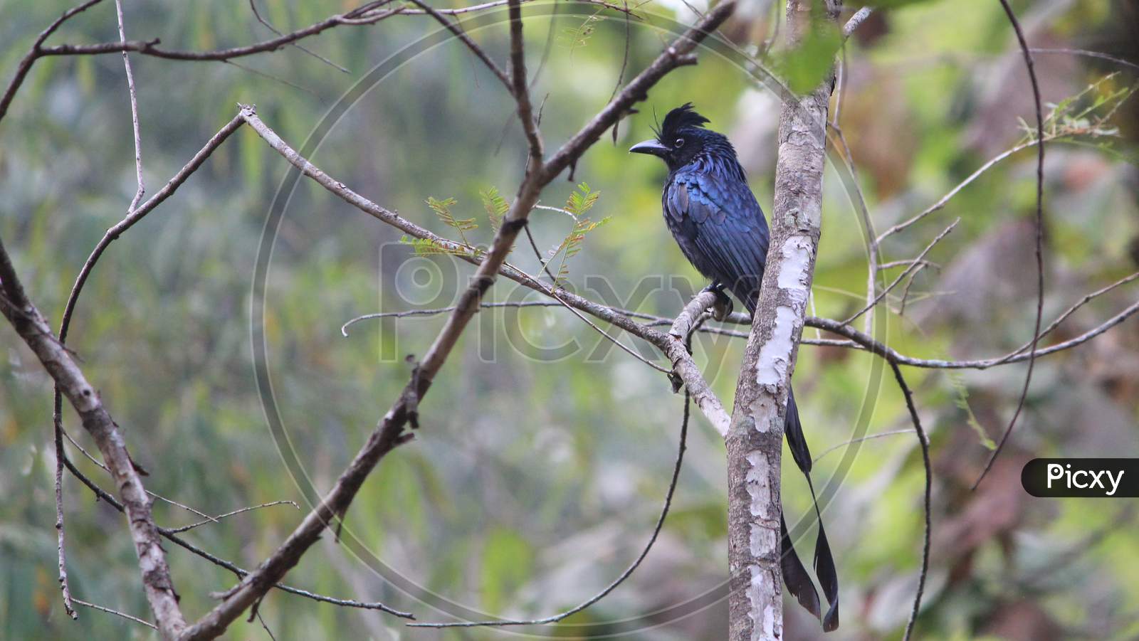 Greater racket-tailed drongo