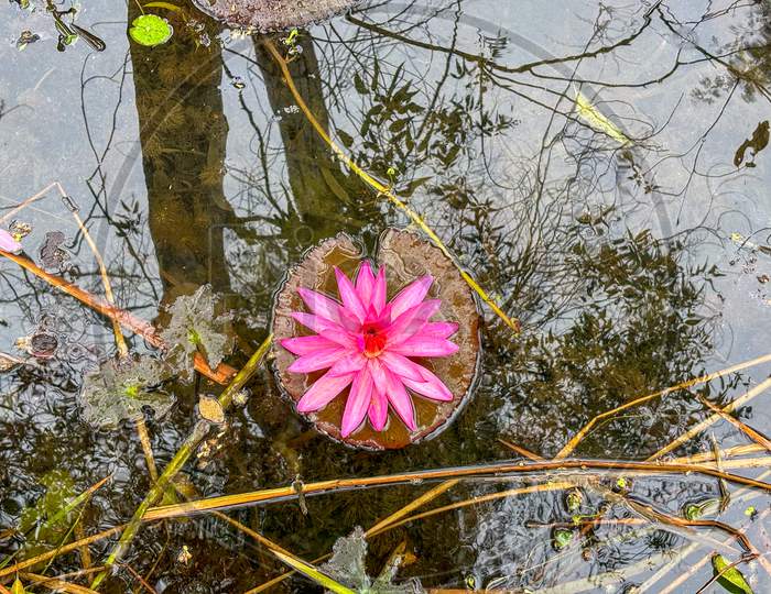 View Of Pink Lotus Water Lily In Lake At Gulawat Lotus Valley Indore India