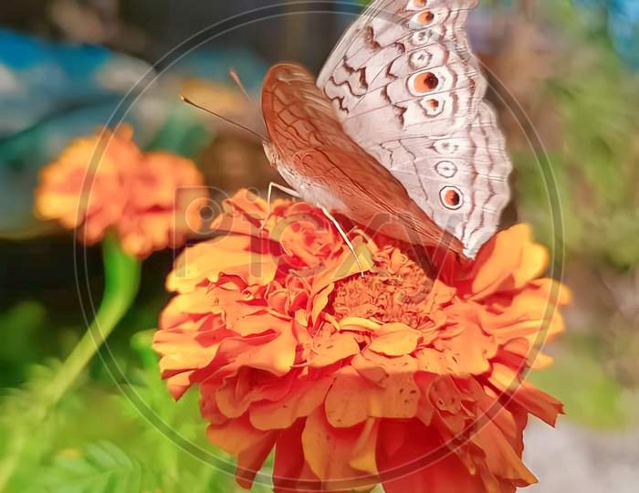 Butterfly on Genda Phool