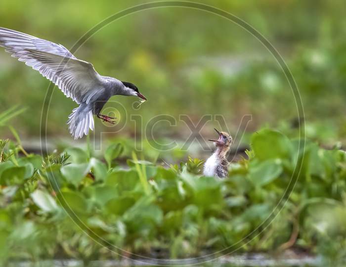 Tern feeding