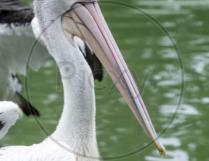 Australian Pelican By The Waterside