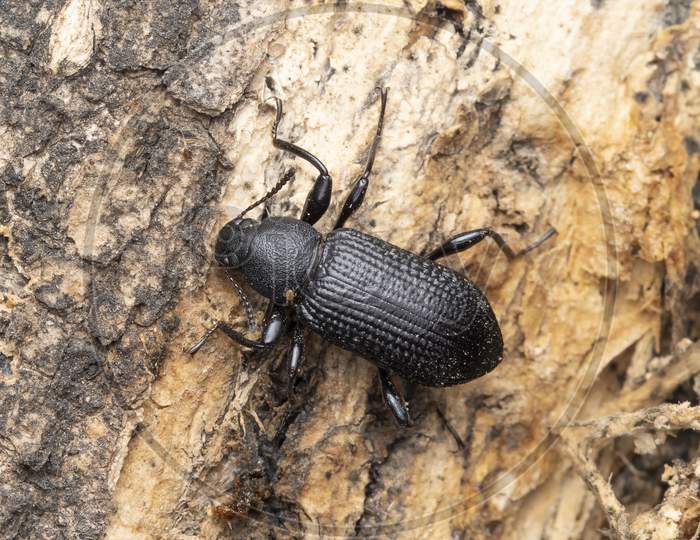 Dark Mealworm Beetle On Tree Bark