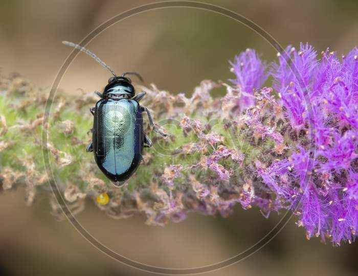 Metallic Mint Beetle On Purple Flowers