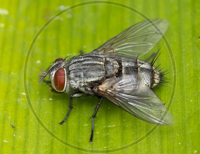 Flesh Fly On Greenery, Pune, India