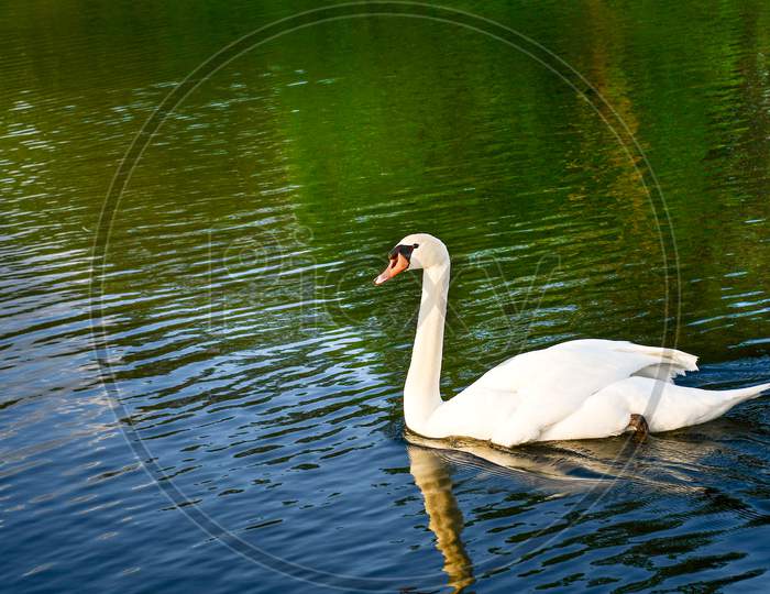Mute Swan in the canal of London
