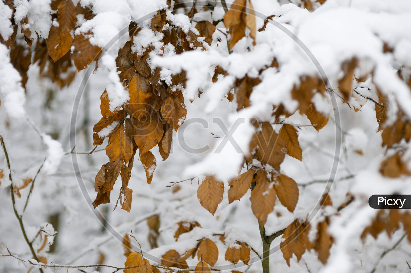 Image of Snow-Covered Autumn Leaves On A Branch-NL178189-Picxy